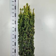 Taxus b. 'David'