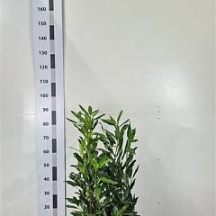 Prunus l. 'Herbergii'