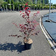Acer pal. 'Atropurpureum'