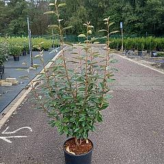 Elaeagnus ebbingei