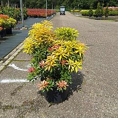 Pieris 'Forest Flame'