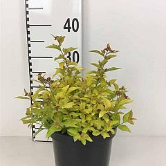 Spiraea japonica 'Golden Princess'