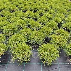 Chamaecyparis p. 'Filifera Nana'