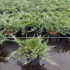 Juniperus hor. 'Blue Chip'