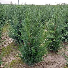 Taxus baccata