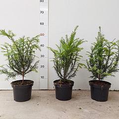 Taxus baccata