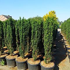 Taxus b. 'Fastigiata Robusta'