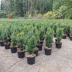 Taxus media 'Hillii'