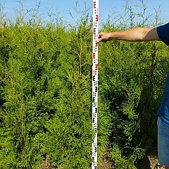 Thuja occ. 'Brabant'