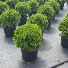 Thuja occ. 'Danica'