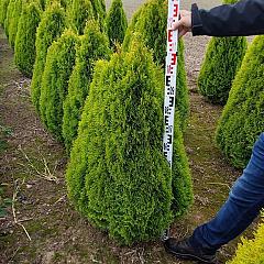 Thuja occ. 'Golden Smaragd'