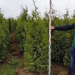 Thuja occ. 'King of Brabant' (R)