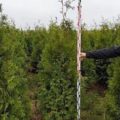 Thuja occ. 'King of Brabant' (R)