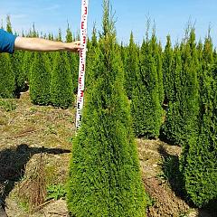 Thuja occ. 'Smaragd'