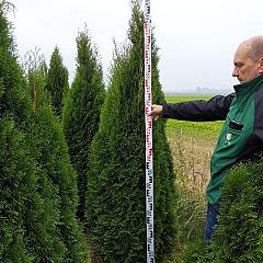 Thuja occ. 'Smaragd'