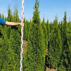Thuja occ. 'Smaragd'