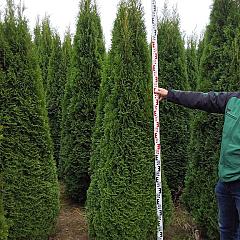 Thuja occ. 'Smaragd'