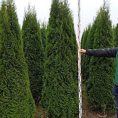 Thuja occ. 'Smaragd'