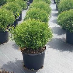 Thuja occ. 'Tiny Tim'