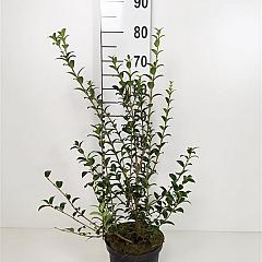 Osmanthus burkwoodii