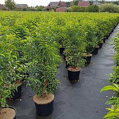 Prunus l. 'Angustifolia'