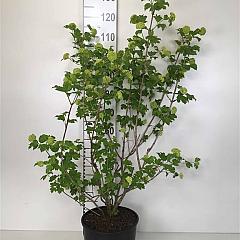Viburnum opulus 'Roseum'