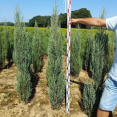 Juniperus scop. 'Blue Arrow'