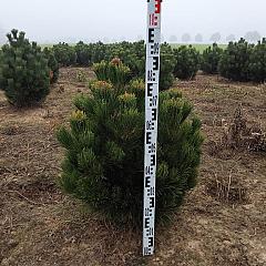 Pinus heldreichii 'Compact Gem'