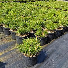 Pinus mugo pumilio