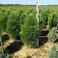 Pinus nigra 'Green Tower'