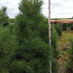 Pinus nigra nigra