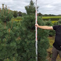 Pinus sylvestris