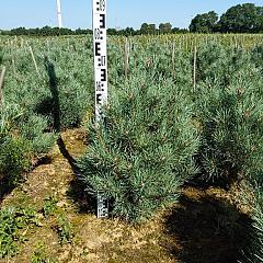 Pinus sylvestris 'Watereri'