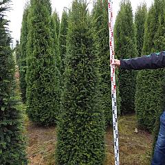 Taxus baccata