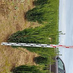 Taxus media 'Hillii'