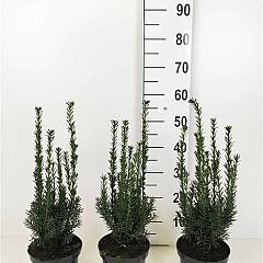 Taxus media 'Hillii'