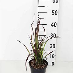 Imperata cylindrica 'Red Baron'