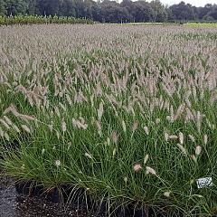 Pennisetum al. 'Hameln'