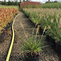 Pennisetum al. 'Little Bunny'