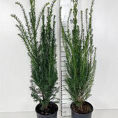Taxus baccata