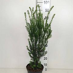Taxus media 'Hillii'