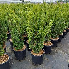 Taxus media 'Hillii'