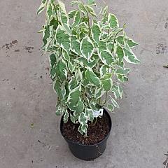 Cornus alba 'Elegantissima'