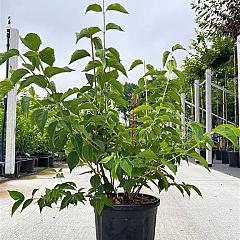 Philadelphus 'Virginal'