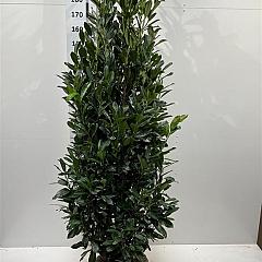 Prunus l. 'Elly'