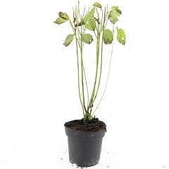 Cornus sericea 'Flaviramea'