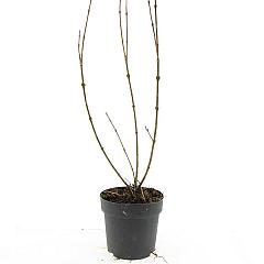 Forsythia int. 'Spectabilis'