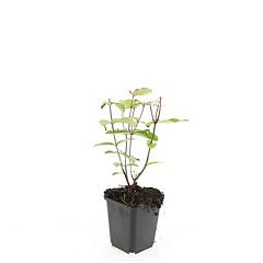 Hypericum inod. 'Beauty'