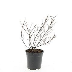 Potentilla f. 'Tangerine'