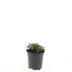 Potentilla tridentata 'Nuuk'